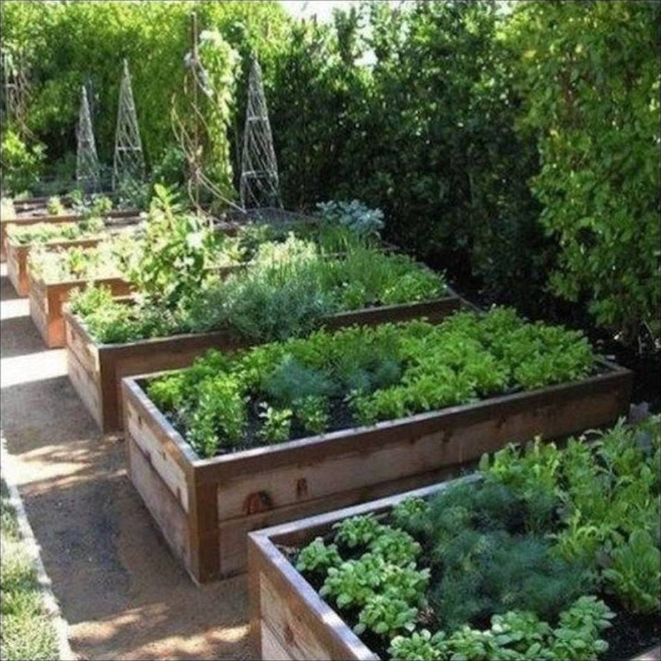 vegetable-garden-box-caja huerto